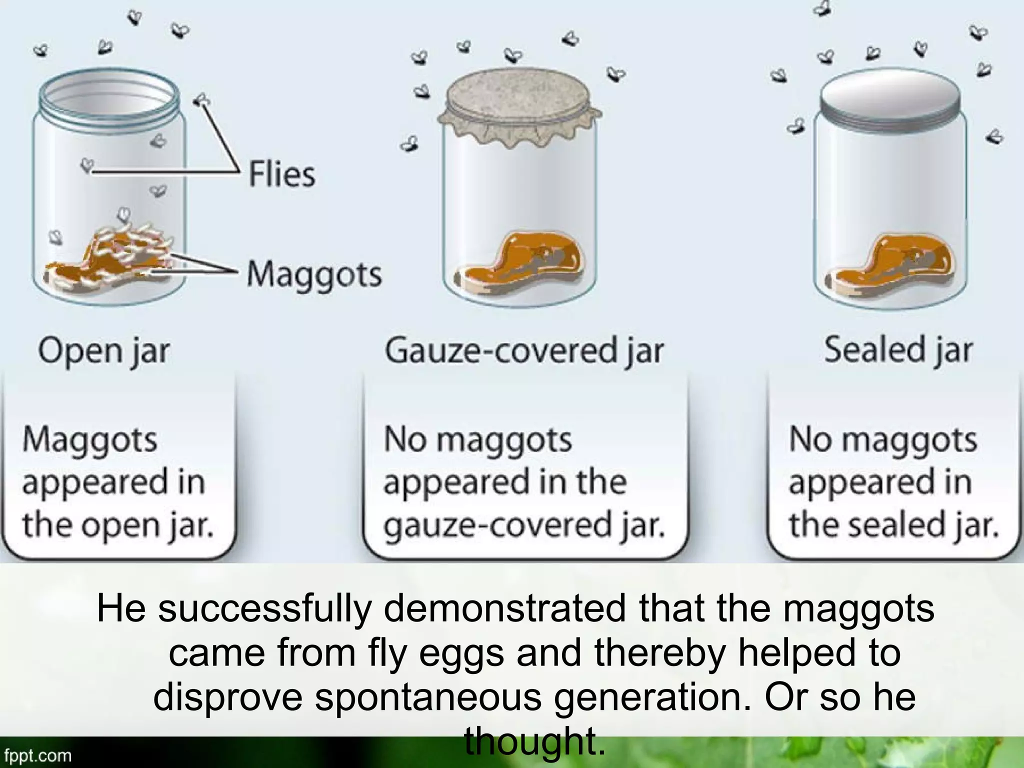 He successfully demonstrated that the maggots
came from fly eggs and thereby helped to
disprove spontaneous generation. Or so he
thought.
 