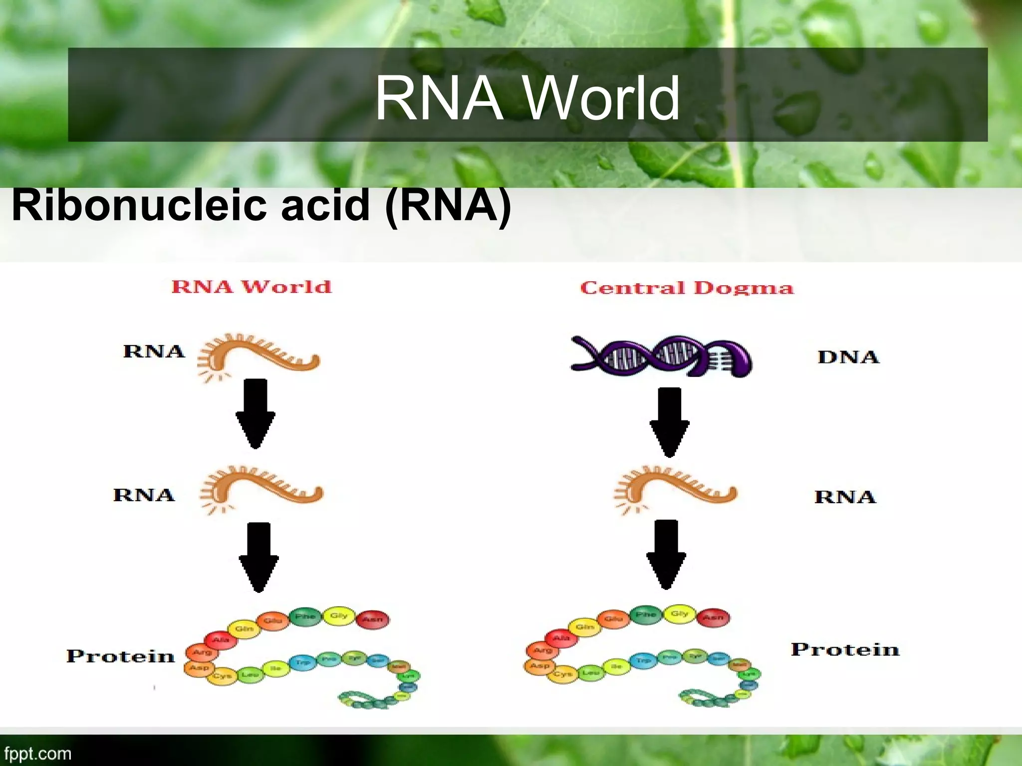 Ribonucleic acid (RNA)
RNA World
 
