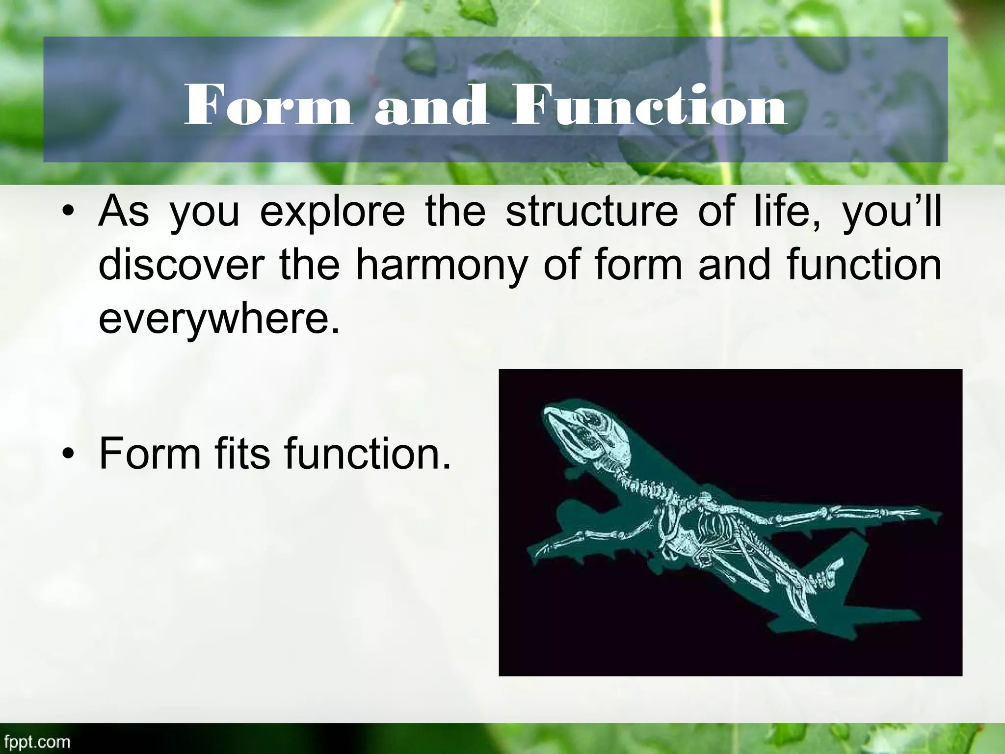 Form and Function
• As you explore the structure of life, you’ll
discover the harmony of form and function
everywhere.
• Form fits function.
 