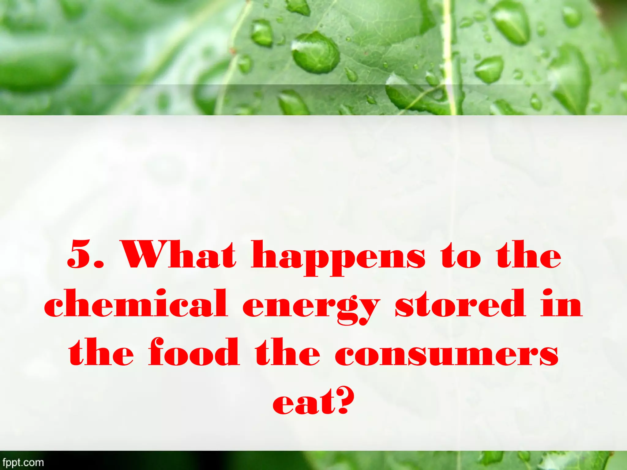 5. What happens to the
chemical energy stored in
the food the consumers
eat?
 
