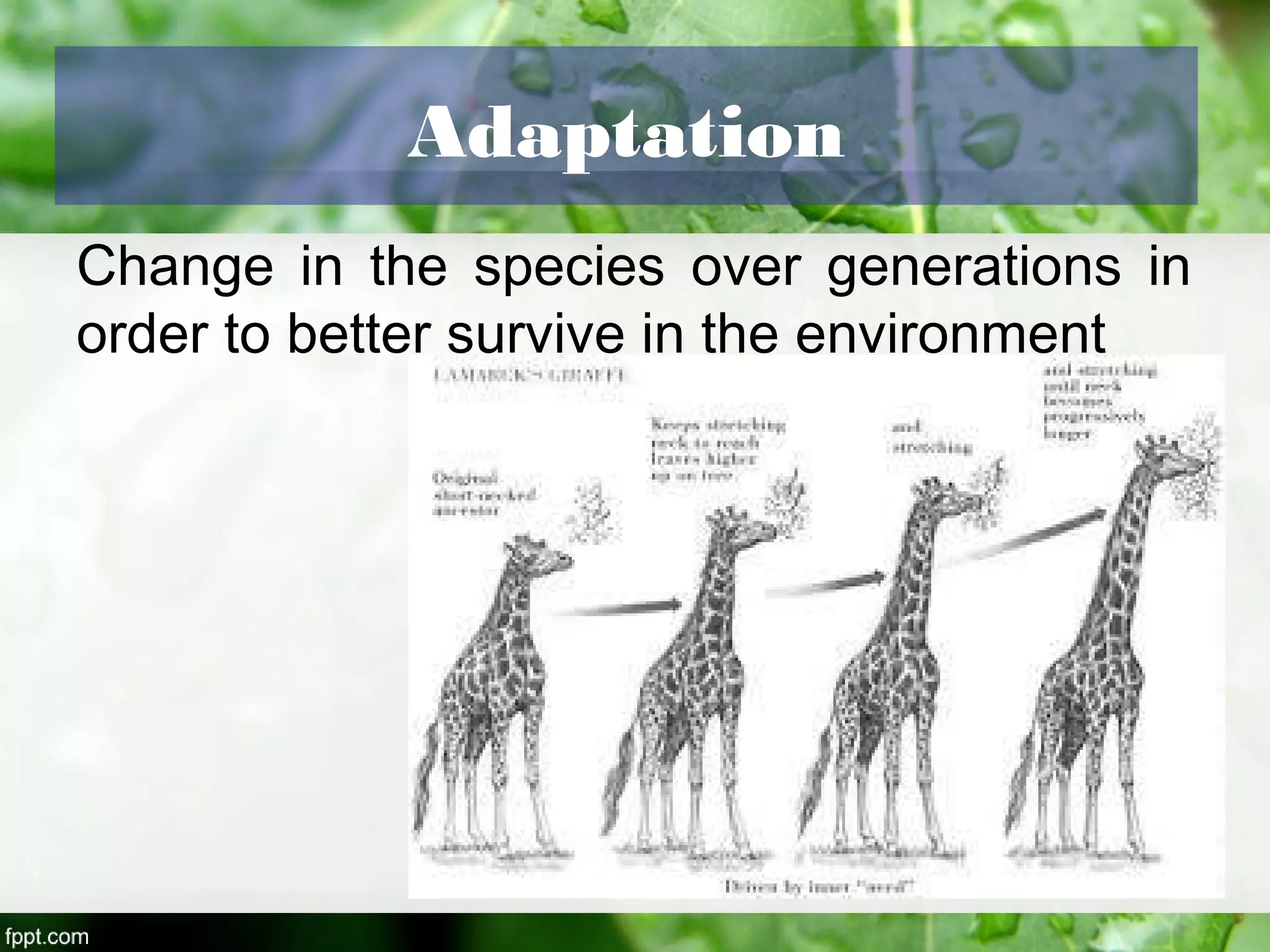 Adaptation
Change in the species over generations in
order to better survive in the environment
 