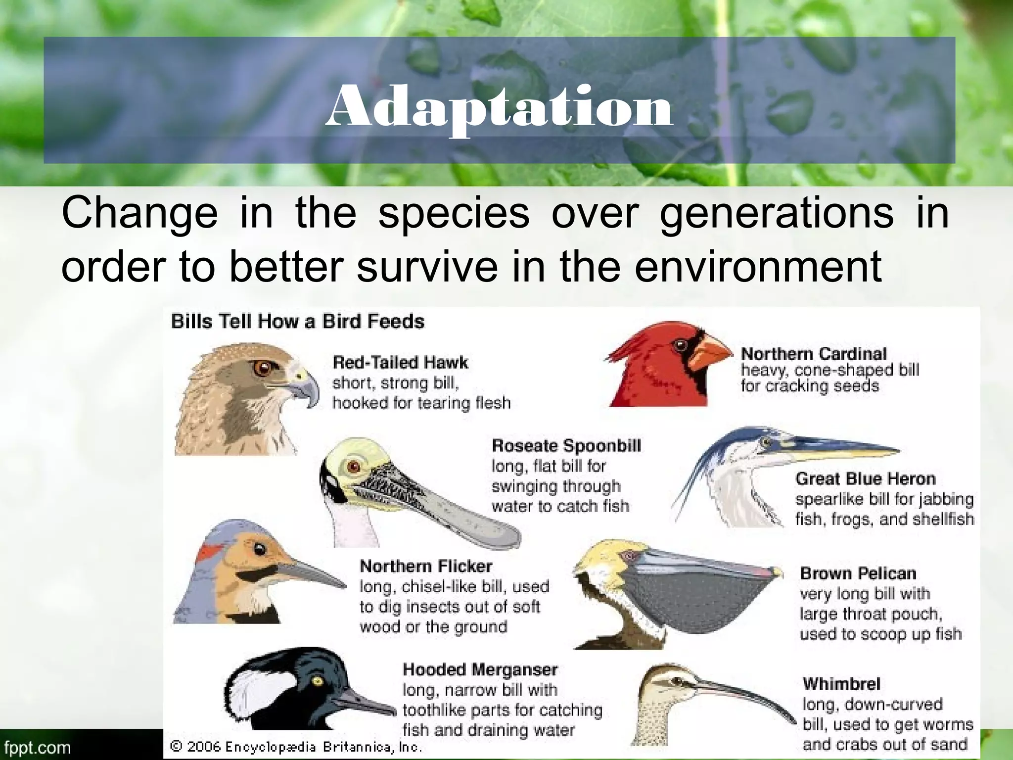 Adaptation
Change in the species over generations in
order to better survive in the environment
 