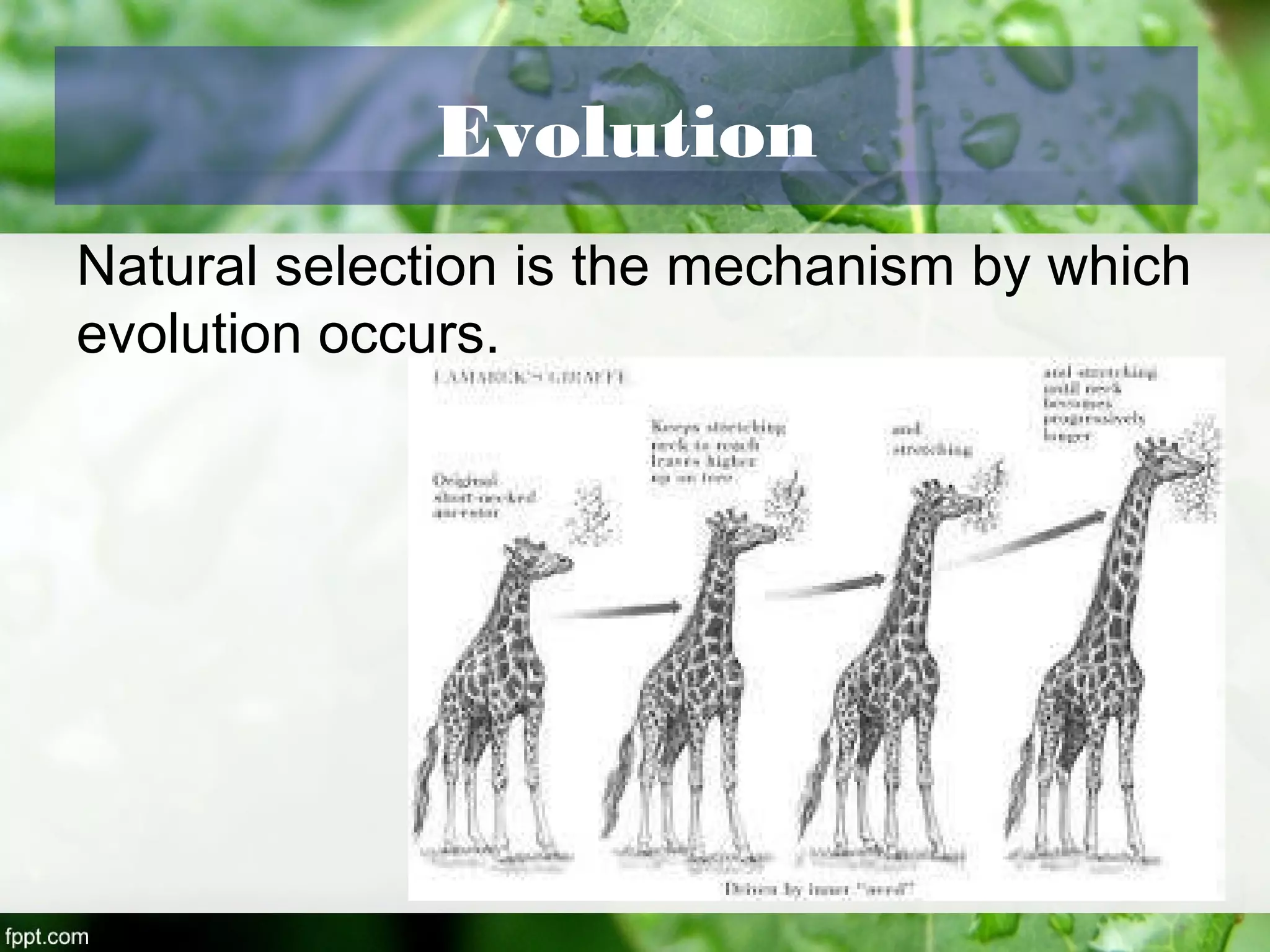 Evolution
Natural selection is the mechanism by which
evolution occurs.
 
