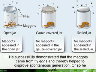 How Maggots Form Introduction to life science | PPT