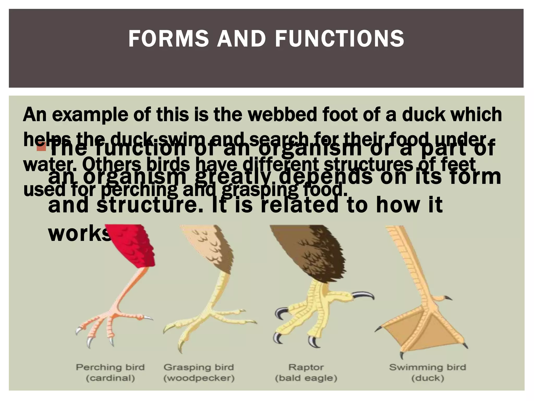 The function of an organism or a part of
an organism greatly depends on its form
and structure. It is related to how it
works.
FORMS AND FUNCTIONS
An example of this is the webbed foot of a duck which
helps the duck swim and search for their food under
water. Others birds have different structures of feet
used for perching and grasping food.
 