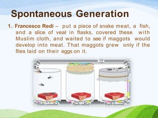 Spontaneous Generation
1. Francesco Redi – put a piece of snake meat, a fish,
and a slice of veal in flasks, covered these with
Muslim cloth, and waited to see if maggots would
develop into meat. That maggots grew only if the
flies laid on their eggs on it.
 