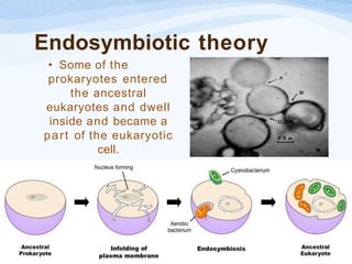 Endosymbiotic theory
• Some of the
prokaryotes entered
the ancestral
eukaryotes and dwell
inside and became a
part of the eukaryotic
cell.
 