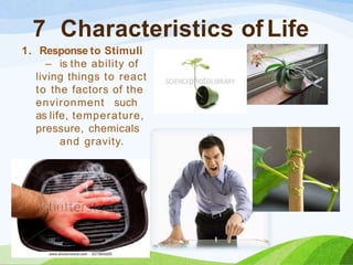 7 Characteristics of Life
1. Response to Stimuli
– is the ability of
living things to react
to the factors of the
environment such
as life, temperature,
pressure, chemicals
and gravity.
 