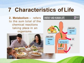 7 Characteristics of Life
2. Metabolism – refers
to the sum total of the
chemical reactions
taking place in an
organisms.
 