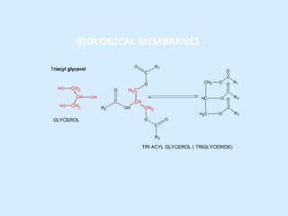 CH2
CH
CH2
OH
O
H
O
H
C
R3
CH2
CH
H2C
OH
O
O
C
R1
C
R2
O
O
O
CH2 O
C
C
H O
C
O
R2
C
H2 O
C
O
R3
R1
O
GLYCEROL
TRI ACYL GLYCEROL ( TRIGLYCERIDE)
Triacyl glycerol
BIOLOGICAL MEMBRANES
 