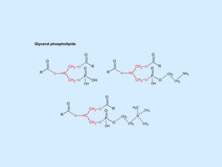 O
R
CH2
C
H
CH2
O
O
O
O
R
P
O
OH
OH
Glycerol phospholipids
O
R
CH2
C
H
CH2
O
O
O
O
R
P
O
O
OH
CH2
CH2
NH2
O
R
CH2
C
H
CH2
O
O
O
O
R
P
O
O
OH
CH2
CH2
N
+
CH3
C
H3
CH3
 
