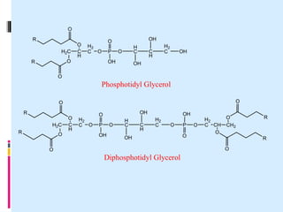 H2C C
H
H2
C
O
O
R
R
O
O
O
P
O
OH
O
CH2
CH
H2
C
O
O
R
R
O
O
O
P
O
OH
H
C C
H
H2
C OH
OH
OH
H2C C
H
H2
C
O
O
R
R
O
O
O
P
O
OH
O
H
C C
H
H2
C O
OH
OH
Phosphotidyl Glycerol
Diphosphotidyl Glycerol
 