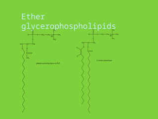 Ether
glycerophospholipids
H2C CH
O
CH2
O
O
P
O
-
O O
C O
CH3
CH2 CH2 N
CH3
CH3
CH3
platelet activating factor or PAF
H2C CH
O
CH2
O
O
P
O
-O O
C O
CH2 CH2 N
CH3
CH3
CH3
A choline plasmalogen
H
H
 
