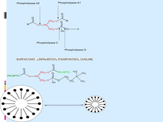 O
R
CH2
C
H
CH2
O
O
O
O
R
P
O
O
OH
X
Phospholipase A1
Phospholipase A2
Phospholipase C
Phospholipase D
O
PALMITIC
CH2
C
H
CH2
O
O
O
O
PALMITIC
P
O
O
OH
CH2
CH2
N
+
CH3
C
H3
CH3
SURFACTANT ( DIPALMITOYL PHOSPHATIDYL CHOLINE
 