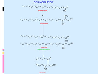 OH
NH2
OH
O
O
H
O
OH
NH
OH
Sphingosine
Palmitic acid
+
Ceramide
R
1
R
O
OH
OH
Ceramide
Acylated Sphingosine
SPHINGOLIPIDS
 