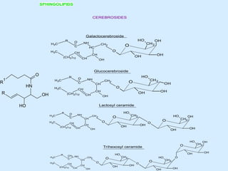 SPHINGOLIPIDS
OH
CH2
HC
CH
CH
CH
(CH2)12
NH
C
H3
O
C
R
C
H3
O
CH2
O
H
O
OH OH
OH
OH
CH2
CH
CH
CH
CH
(CH2)12
NH
C
H3
O
C
R
C
H3
O
CH2
O
H
O
OH OH
OH
Galactocerebroside
Glucocerebroside
OH
CH2
CH
CH
CH
CH
(CH2)12
NH
C
H3
O
C
R
C
H3
O
CH2
O
H
O
OH OH
O
CH2
O
H
O
OH OH
OH
Lactosyl ceramide
O
CH2
O
H
O
OH OH
OH
OH
CH2
CH
CH
CH
CH
(CH2)12
NH
C
H3
CH2
C
R
C
H3
O
CH2
O
H
O
OH OH
O
CH2
O
H
O
OH OH
Trihexosyl ceramide
CEREBROSIDES
R OH
N
H
O
H
R
1
O
 