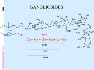 (CH2)12
R NH
O H2
C
O
OH
O
O
O
O
O
OH
CH2
HO
OH
O
CH2
HO
CH2
HO
OH
O
OH
NH
HO HO
OH
H2
C
HO
Cer
Glc
Gal
GalNAc
C
O
CH3 Gal
O
NANA
Cer Glc Gal GalNAc Gal
GM1
GM2
GM3
NANA
GANGLIOSIDES
 