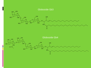 O
O
O
H
OH
OH
O
O
O
O
H
OH
OH
OH
O
O
H
OH
OH OH
N
H
O
OH
O
O
H
OH
NH
O
O
O
H
OH
OH
O
O
O
O
H
OH
OH
OH
O
O
OH
OH OH
N
H
O
O
Globoside Gb3
Globoside Gb4
 