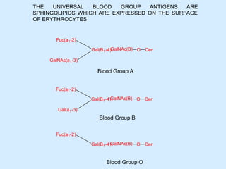 Blood Group A
Blood Group B
Blood Group O
Fuc(a1-2)
Gal(B1-4)
GalNAc(a1-3)
GalNAc(B) O Cer
Fuc(a1-2)
Gal(B1-4)
Gal(a1-3)
GalNAc(B) O Cer
Fuc(a1-2)
Gal(B1-4)GalNAc(B) O Cer
THE UNIVERSAL BLOOD GROUP ANTIGENS ARE
SPHINGOLIPIDS WHICH ARE EXPRESSED ON THE SURFACE
OF ERYTHROCYTES
 