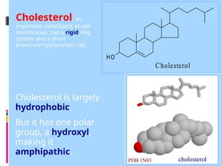 Cholesterol is largely
hydrophobic.
But it has one polar
group, a hydroxyl,
making it
amphipathic.
Cholesterol
HO
Cholesterol, an
important constituent of cell
membranes, has a rigid ring
system and a short
branched hydrocarbon tail.
cholesterol
PDB 1N83
 