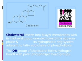Cholesterol
in membrane
Cholesterol inserts into bilayer membranes with
its hydroxyl group oriented toward the aqueous
phase & its hydrophobic ring system
adjacent to fatty acid chains of phospholipids.
The OH group of cholesterol forms hydrogen
bonds with polar phospholipid head groups.
Cholesterol
HO
 