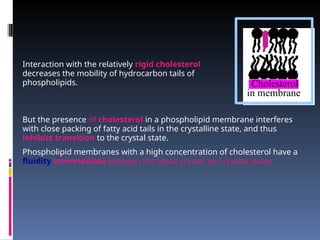 But the presence of cholesterol in a phospholipid membrane interferes
with close packing of fatty acid tails in the crystalline state, and thus
inhibits transition to the crystal state.
Phospholipid membranes with a high concentration of cholesterol have a
fluidity intermediate between the liquid crystal and crystal states.
Cholesterol
in membrane
Interaction with the relatively rigid cholesterol
decreases the mobility of hydrocarbon tails of
phospholipids.
 