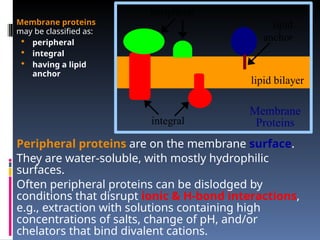 Peripheral proteins are on the membrane surface.
They are water-soluble, with mostly hydrophilic
surfaces.
Often peripheral proteins can be dislodged by
conditions that disrupt ionic & H-bond interactions,
e.g., extraction with solutions containing high
concentrations of salts, change of pH, and/or
chelators that bind divalent cations.
Membrane proteins
may be classified as:
 peripheral
 integral
 having a lipid
anchor
integral
lipid
anchor
peripheral
lipid bilayer
Membrane
Proteins
 
