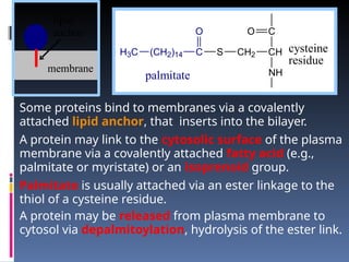 Some proteins bind to membranes via a covalently
attached lipid anchor, that inserts into the bilayer.
A protein may link to the cytosolic surface of the plasma
membrane via a covalently attached fatty acid (e.g.,
palmitate or myristate) or an isoprenoid group.
Palmitate is usually attached via an ester linkage to the
thiol of a cysteine residue.
A protein may be released from plasma membrane to
cytosol via depalmitoylation, hydrolysis of the ester link.
lipid
anchor
membrane
H3C (CH2)14 C
O
S CH2 CH
C
NH
O
palmitate
cysteine
residue
 