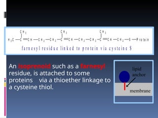 An isoprenoid such as a farnesyl
residue, is attached to some
proteins via a thioether linkage to
a cysteine thiol.
C H C H 2
C
H 3 C
C H 3
C H C H 2
C
C H 2
C H 3
C H C H 2 S P r o t e in
C
C H 2
C H 3
f a r n e s y l r e s i d u e l i n k e d t o p r o t e i n v i a c y s t e i n e S
lipid
anchor
membrane
 