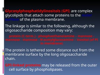 Glycosylphosphatidylinositols (GPI) are complex
glycolipids that attach some proteins to the outer
surface of the plasma membrane.
The linkage is similar to the following, although the
oligosaccharide composition may vary:
protein (C-term.) - phosphoethanolamine – mannose -
mannose - mannose - N-acetylglucosamine – inositol (of PI
in membrane)
The protein is tethered some distance out from the
membrane surface by the long oligosaccharide
chain.
GPI-linked proteins may be released from the outer
cell surface by phospholipases.
 