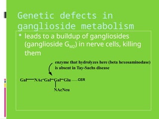 Genetic defects in
ganglioside metabolism
 leads to a buildup of gangliosides
(ganglioside GM2) in nerve cells, killing
them
NAc
Gal Gal Gal Glu
NAcNeu
enzyme that hydrolyzes here (beta hexosaminodase)
is absent in Tay-Sachs disease
CER
 
