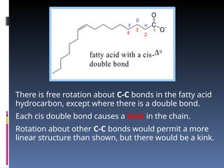 There is free rotation about C-C bonds in the fatty acid
hydrocarbon, except where there is a double bond.
Each cis double bond causes a kink in the chain.
Rotation about other C-C bonds would permit a more
linear structure than shown, but there would be a kink.
C
O
O
1
2
3
4



fatty acid with a cis-9
double bond
 
