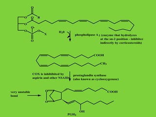 O R
O
O
O
P
O
O
O-
X
O
COOH
CH3
phospholipase A 2 (enzyme that hydrolyzes
at the sn-2 position - inhibited
indirectly by corticosteroids)
H20
prostaglandin synthase
(also known as cyclooxygenase)
O
O
COOH
OH
very unstable
bond
PGH2
COX is inhibibited by
aspirin and other NSAIDs
 