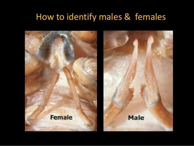 Introduction to lobster & its fishery