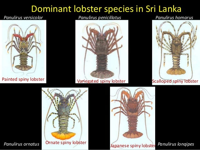 Introduction to lobster & its fishery