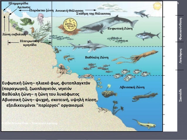 Introduction to marine ecosystems