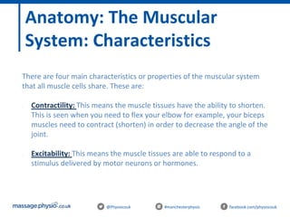@Physiocouk #manchesterphysio facebook.com/physiocouk
Anatomy: The Muscular
System: Characteristics
There are four main characteristics or properties of the muscular system
that all muscle cells share. These are:
- Contractility: This means the muscle tissues have the ability to shorten.
This is seen when you need to flex your elbow for example, your biceps
muscles need to contract (shorten) in order to decrease the angle of the
joint.
- Excitability: This means the muscle tissues are able to respond to a
stimulus delivered by motor neurons or hormones.
 
