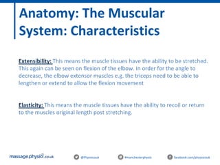 @Physiocouk #manchesterphysio facebook.com/physiocouk
Anatomy: The Muscular
System: Characteristics
- Extensibility: This means the muscle tissues have the ability to be stretched.
This again can be seen on flexion of the elbow. In order for the angle to
decrease, the elbow extensor muscles e.g. the triceps need to be able to
lengthen or extend to allow the flexion movement
- Elasticity: This means the muscle tissues have the ability to recoil or return
to the muscles original length post stretching.
 