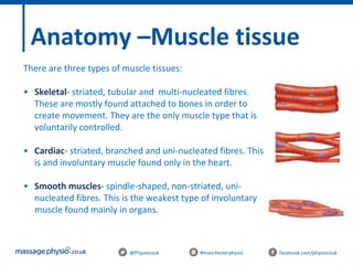 @Physiocouk #manchesterphysio facebook.com/physiocouk
There are three types of muscle tissues:
• Skeletal- striated, tubular and multi-nucleated fibres.
These are mostly found attached to bones in order to
create movement. They are the only muscle type that is
voluntarily controlled.
• Cardiac- striated, branched and uni-nucleated fibres. This
is and involuntary muscle found only in the heart.
• Smooth muscles- spindle-shaped, non-striated, uni-
nucleated fibres. This is the weakest type of involuntary
muscle found mainly in organs.
Anatomy –Muscle tissue
 