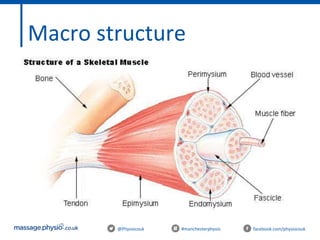 @Physiocouk #manchesterphysio facebook.com/physiocouk
Macro structure
 