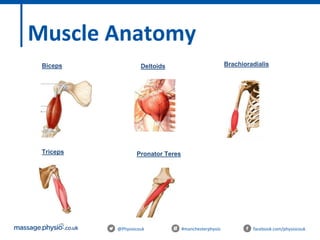 @Physiocouk #manchesterphysio facebook.com/physiocouk
Muscle Anatomy
Biceps Deltoids
Triceps Pronator Teres
Brachioradialis
 