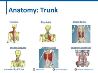 @Physiocouk #manchesterphysio facebook.com/physiocouk
Anatomy: Trunk
Trapezius
Levator Scapulae Latissimus Dorsi
Rhomboids Erector Spinae
Quadratus Lumborum
 