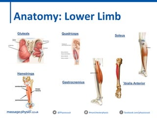 @Physiocouk #manchesterphysio facebook.com/physiocouk
Anatomy: Lower Limb
Gluteals
Hamstrings
Soleus
Tibialis Anterior
Quadriceps
Gastrocnemius
 