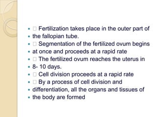  Fertilization takes place in the outer part ofthe fallopian tube. Segmentation of the fertilized ovum beginsat once and proceeds at a rapid rate The fertilized ovum reaches the uterus in8- 10 days. Cell division proceeds at a rapid rate By a process of cell division anddifferentiation, all the organs and tissues ofthe body are formed