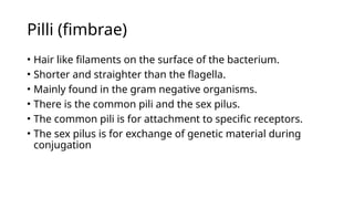 Introduction to medical Bacteriology.pptx