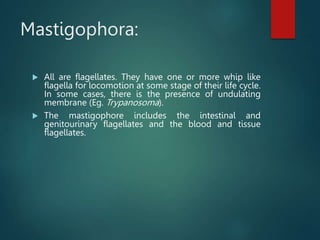 Mastigophora:
 All are flagellates. They have one or more whip like
flagella for locomotion at some stage of their life cycle.
In some cases, there is the presence of undulating
membrane (Eg. Trypanosoma).
 The mastigophore includes the intestinal and
genitourinary flagellates and the blood and tissue
flagellates.
 