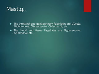 Mastig..
 The intestinal and genitourinary flagellates are Giardia,
Trichomonas, Dientamoeba, Chilomastik, etc.
 The blood and tissue flagellates are Trypanosoma,
Leishmania, etc.
 