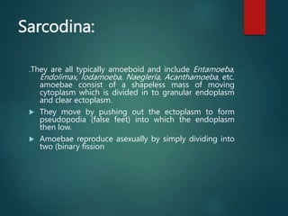 Sarcodina:
.They are all typically amoeboid and include Entamoeba,
Endolimax, Iodamoeba, Naegleria, Acanthamoeba, etc.
amoebae consist of a shapeless mass of moving
cytoplasm which is divided in to granular endoplasm
and clear ectoplasm.
 They move by pushing out the ectoplasm to form
pseudopodia (false feet) into which the endoplasm
then low.
 Amoebae reproduce asexually by simply dividing into
two (binary fission
 