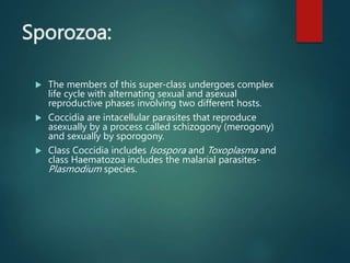 Sporozoa:
 The members of this super-class undergoes complex
life cycle with alternating sexual and asexual
reproductive phases involving two different hosts.
 Coccidia are intacellular parasites that reproduce
asexually by a process called schizogony (merogony)
and sexually by sporogony.
 Class Coccidia includes Isospora and Toxoplasma and
class Haematozoa includes the malarial parasites-
Plasmodium species.
 