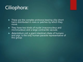 Ciliophora:
 These are the complex protozoa bearing cilia (short
hairs) distributed in rows or patches by which they
move.
 They have two kinds of nuclei (macronucleus and
micronucleus) and a large contractile vacoule.
 Balantidium coli, a giant intestinal ciliate of humans
and pigs, is the only human parasite representative of
this group.
 